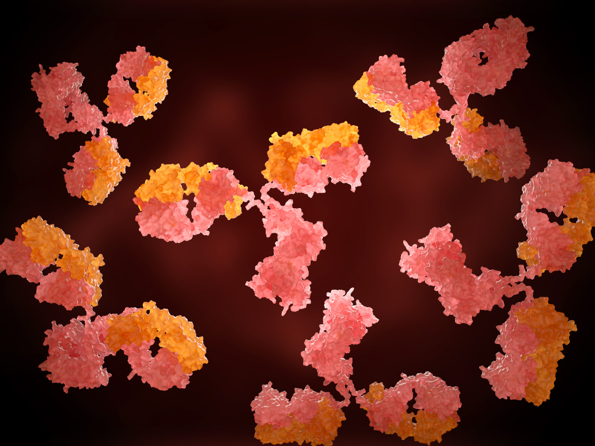 Thyroid Antibodies