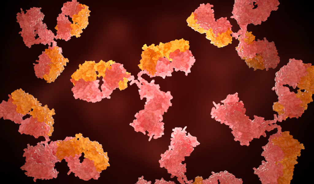 Thyroid Antibodies